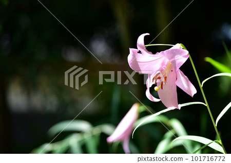 黑色背景中出現在陽光下的一朵粉色百合 101716772