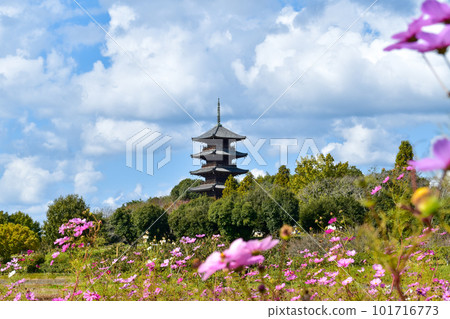 被大波斯菊和樹木包圍的備中分寺五層寶塔 101716773