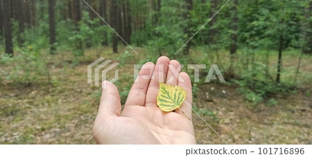 Dry multicolored leaf in human hand. Autumn concept. Dry multicolored leaf in human hand. Autumn concept. 101716896