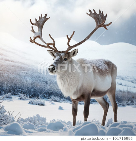 snow, deer, animal 101716995
