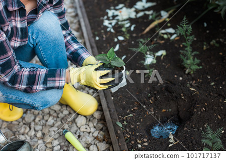 Hand of woman gardener in gloves holds seedling of small apple tree in her hands preparing to plant it in the ground. Tree planting concept 101717137