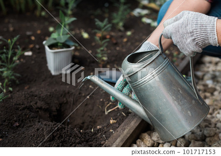 Woman in her garden water with watering can plants in garden. Concept gardening spring and bio and ecological Woman in her garden water with watering can plants in garden. Concept gardening spring and bio and ecological 101717153