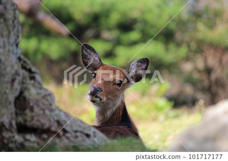 Kinkasan shrine Miyagi deer cute 101717177