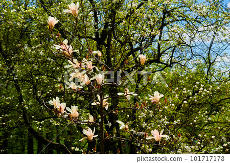 Delicate spring magnolia bushes with cute pink flowers in a forest park Delicate spring magnolia bushes with cute pink flowers in a forest park 101717178