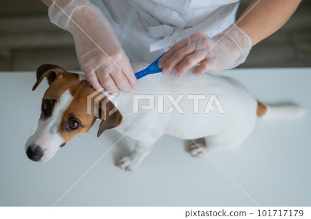 A veterinarian treats a dog from parasites by dripping medicine on the withers. A veterinarian treats a dog from parasites by dripping medicine on the withers. 101717179