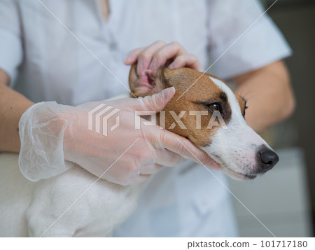 The veterinarian examines the dog's ears. Jack Russell Terrier Ear Allergy. The veterinarian examines the dog's ears. Jack Russell Terrier Ear Allergy. 101717180