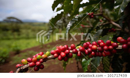 Coffee tree with red coffee beans on coffee plantation. Generative AI 101717439