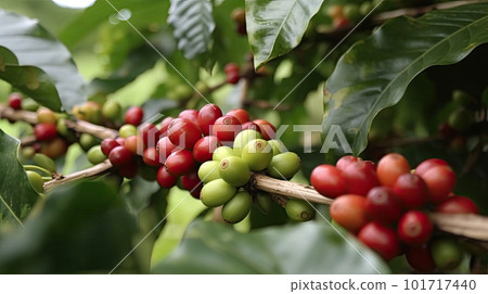 Coffee tree with red coffee beans on coffee plantation. Generative AI 101717440