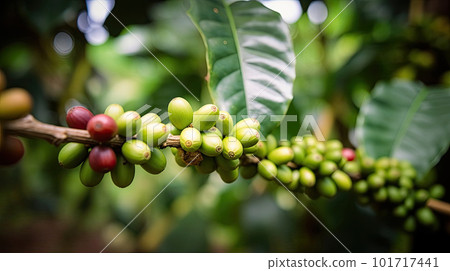 Coffee tree with red coffee beans on coffee plantation. Generative AI 101717441