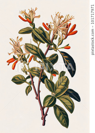 Lonicera Periclymenum Botanical Illustration, Honeysuckles, Abstract Generative AI Illustration 101717971
