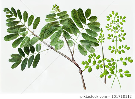 Moringa Oleifera, Moringa Drumstick Tree, Horseradish, Ben Oil, Benzolive Tree Abstract Generative AI Illustration 101718112