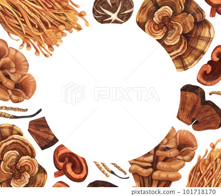 Watercolor medicinal mushroom frame, adaptogenic plant. Hand-drawn illustration isolated on white background. Perfect concept for healthy chinese medicine popular superfood, design packing. 101718170