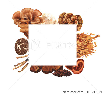 Watercolor medicinal mushroom frame, adaptogenic plant. Hand-drawn illustration isolated on white background. Perfect concept for healthy chinese medicine popular superfood, design packing. 101718171