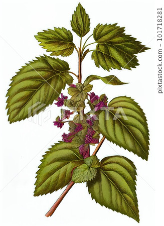 Pogostemon, Pachouli, Cablin Medicinal Perfume Plant, Pachouli Abstract Generative AI Illustration Pogostemon, Pachouli, Cablin Medicinal Perfume Plant, Pachouli Abstract Generative AI Illustration 101718281