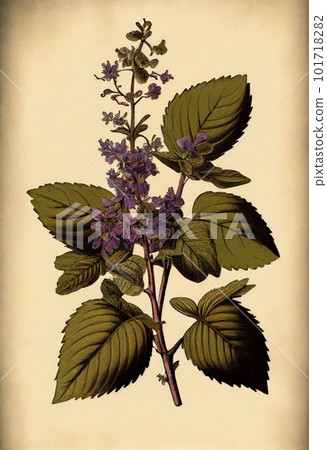 Pogostemon, Pachouli, Cablin Medicinal Perfume Plant, Pachouli Abstract Generative AI Illustration Pogostemon, Pachouli, Cablin Medicinal Perfume Plant, Pachouli Abstract Generative AI Illustration 101718282