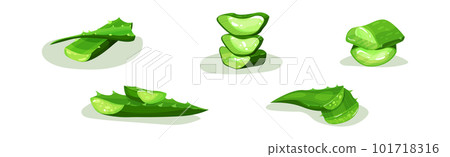 Aloe Vera Green Plant with Succulent Leaf Vector Set Aloe Vera Green Plant with Succulent Leaf Vector Set 101718316
