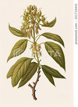 A Fantasy Non-Existent Plant Shikakai Botanical Illustration Abstract Generative AI Illustration A Fantasy Non-Existent Plant Shikakai Botanical Illustration Abstract Generative AI Illustration 101718442