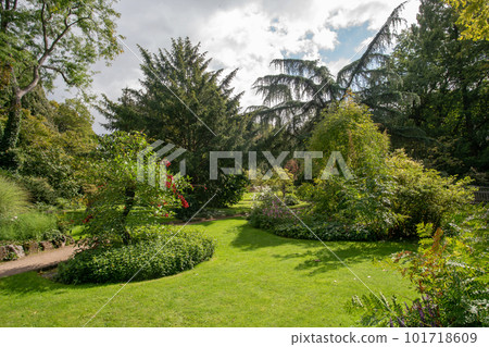 Erythrina crista-galli in Japanese garden of Leverkusen in summer 101718609