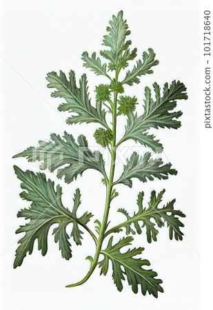 Artemisia Absinthium Botanical Illustration, Wormwood , Mugwort, Sagebrush, Abstract Generative AI Illustration Artemisia Absinthium Botanical Illustration, Wormwood , Mugwort, Sagebrush, Abstract Generative AI Illustration 101718640