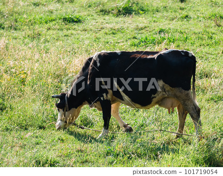 Dairy cow on summer pasture - Dairy cattle concept 101719054