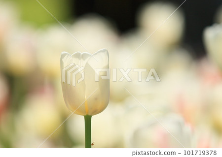Tulips shining in the sun 101719378