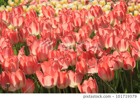 Tulips shining in the sun Tulips shining in the sun 101719379