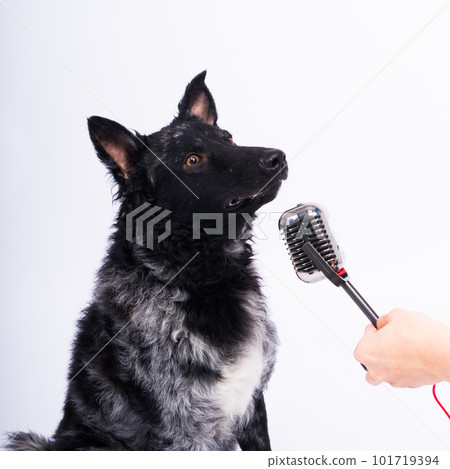 Mudi dog with microphone on white studio background Mudi dog with microphone on white studio background 101719394