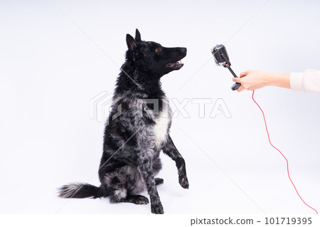 Mudi dog with microphone on white studio background Mudi dog with microphone on white studio background 101719395