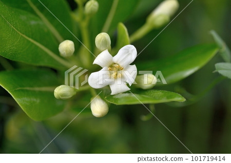 Towella flowers 101719414