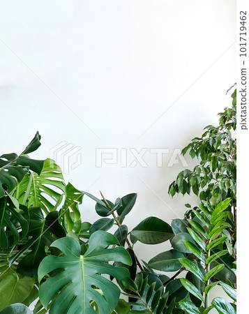 photinia im topf Photinia Fraseri 'Red Robin' – Photinia Red Robin, sempreverde, 6 pian
