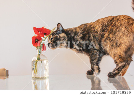 Beautiful multicolored black orange tortoiseshell cat with green eyes is smelling sniffing red poppies in a vase on a table. Feline pet at home. Floral springtime season composition. Decor for flat. 101719559