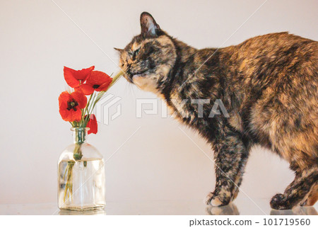 Beautiful multicolored black orange tortoiseshell cat with green eyes is smelling sniffing red poppies in a vase on a table. Feline pet at home. Floral springtime season composition. Decor for flat. 101719560