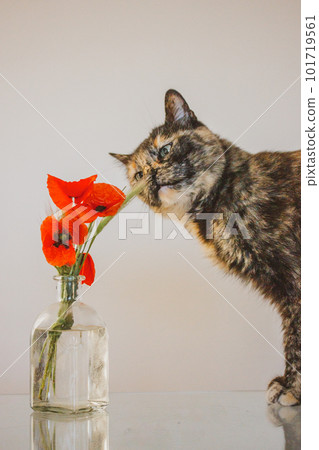 Beautiful multicolored black orange tortoiseshell cat with green eyes is smelling sniffing red poppies in a vase on a table. Feline pet at home. Floral springtime season composition. Decor for flat. 101719561