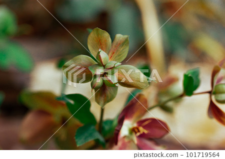 Helleborus purpurascens. Beautiful spring flowers of the buttercup ranunculus family growing in a bed in a botanical garden. Floriculture, plants growing. Springtime summer nature wallpaper. 101719564