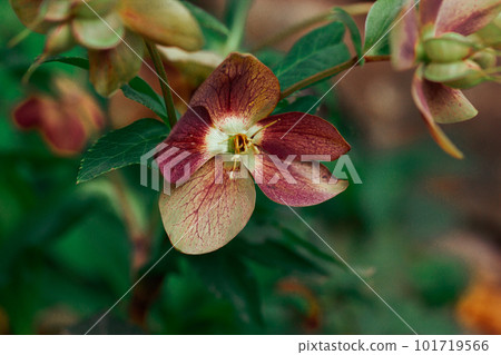 Helleborus purpurascens. Beautiful spring flowers of the buttercup ranunculus family growing in a bed in a botanical garden. Floriculture, plants growing. Springtime summer nature wallpaper. 101719566