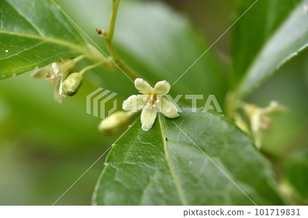 Male flowers of Japanese thorns Male flowers of Japanese thorns 101719831