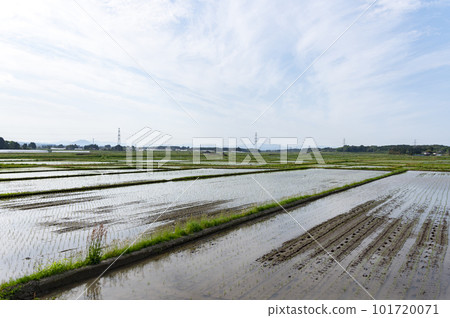 Rural landscape before rice planting 101720071