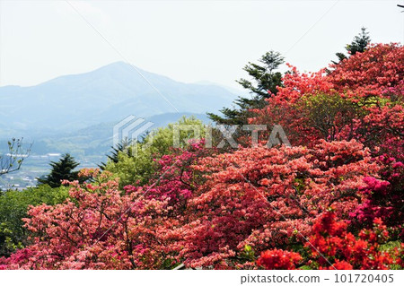 Scenery overlooking Satoyama from Kasama Azalea Park where azaleas are in full bloom Scenery overlooking Satoyama from Kasama Azalea Park where azaleas are in full bloom 101720405