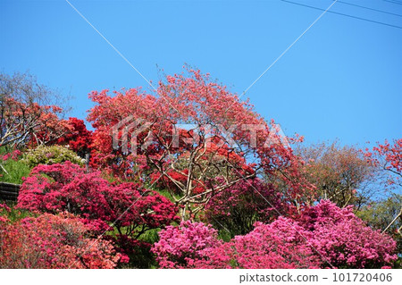 Scenery of Kasama Tsutsuji Park with azaleas in full bloom against the blue sky 101720406