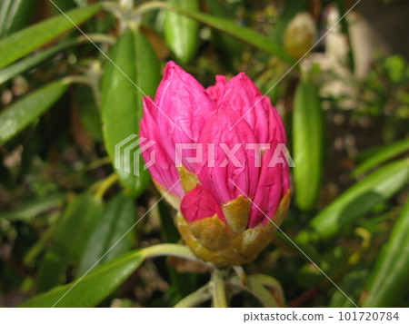 Pink rhododendron Pink rhododendron 101720784