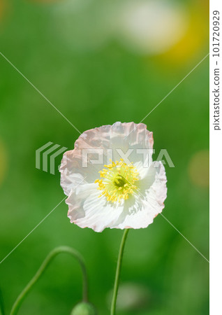 white poppies 101720929