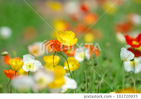 Poppy blooming all over Poppy blooming all over 101720935