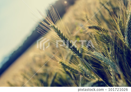 Agriculture concept 101721026