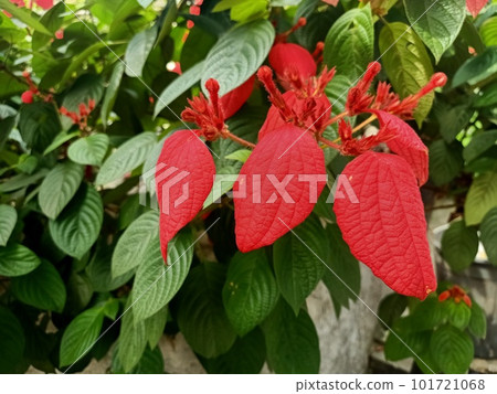Red Ashanti Blood Flower on a Tree Red Ashanti Blood Flower on a Tree 101721068