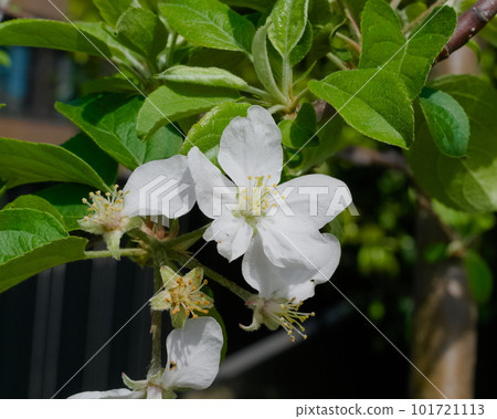 Apple flowers Apple flowers 101721113