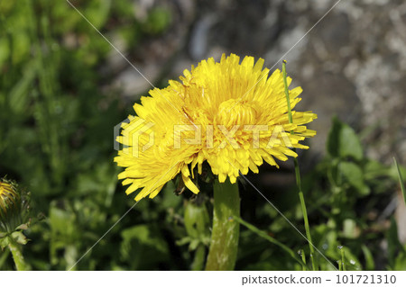 帶狀的蒲公英花 101721310