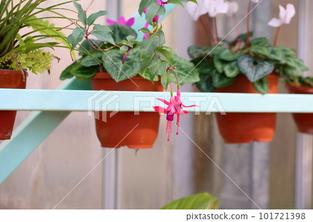 Fuchsia flower 101721398