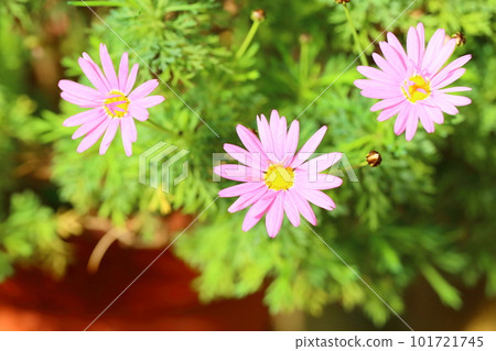 可愛的雛菊花 可愛的雛菊花 101721745