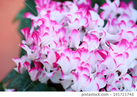 Cute cyclamen flowers 101721748