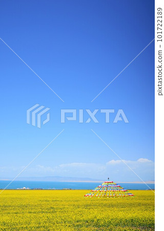 The yellow carpet that shines under the blue sky is the field of rapeseed flowers in Qinghai Lake, Qinghai Province, China. The yellow carpet that shines under the blue sky is the field of rapeseed flowers in Qinghai Lake, Qinghai Province, China. 101722189